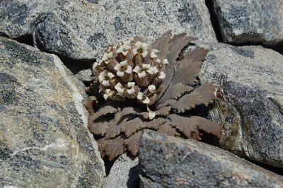 Notothlaspi rosulatum, photographed by John Barkla