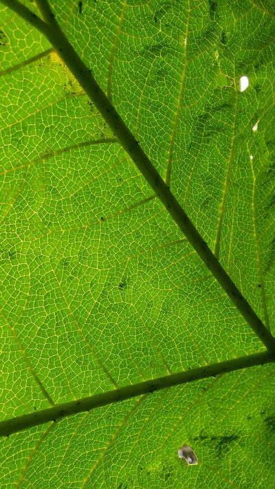 Gunnera mexicana, photographed by Leonardo O. Alvarado Cárdenas