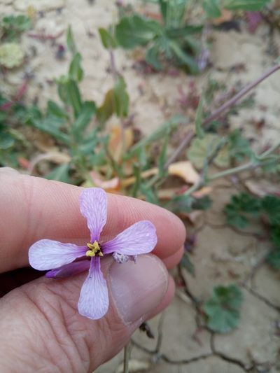 Moricandia suffruticosa, photographed by Karim Haddad