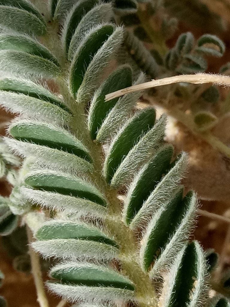 Astragalus gombo, photographed by Karim Haddad