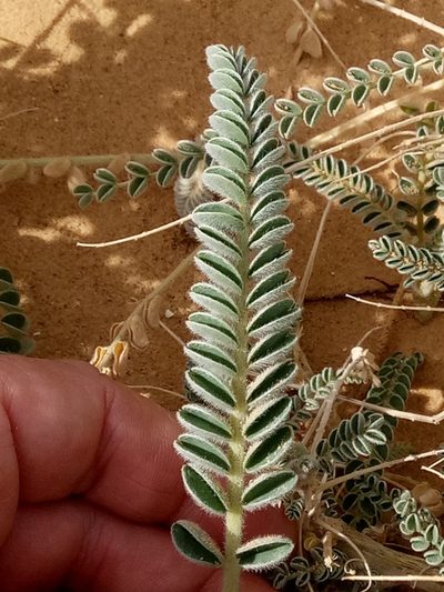 Astragalus gombo, photographed by Karim Haddad