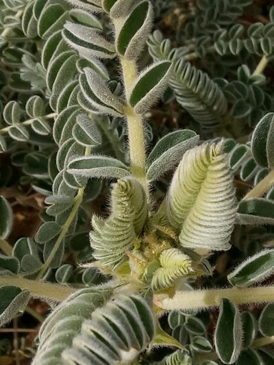 Astragalus gombo, photographed by Karim Haddad