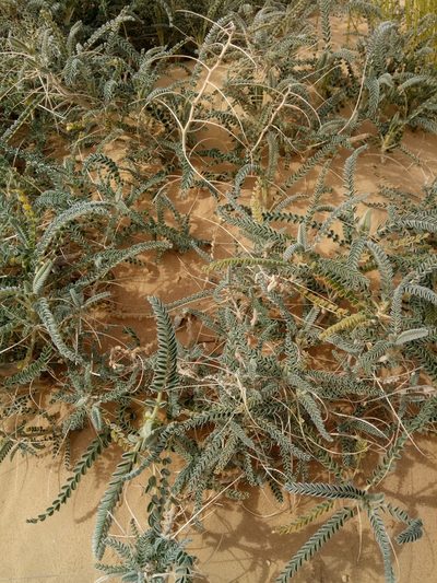 Astragalus gombo, photographed by Karim Haddad