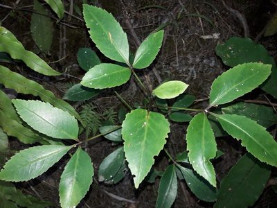 Pseudopanax gilliesii, photographed by naturewatchwidow