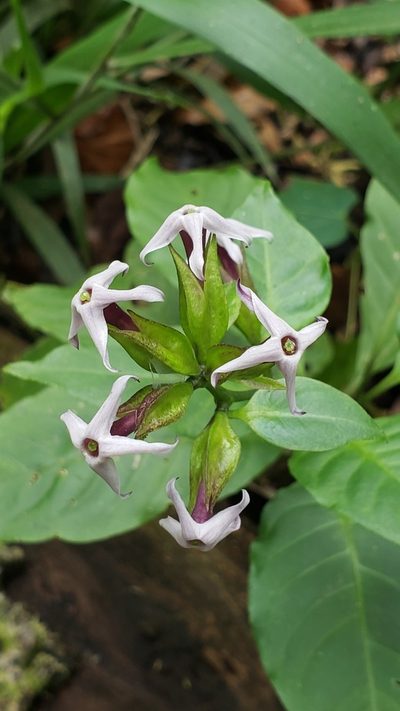 Cestrum miradorense, photographed by Leonardo O. Alvarado Cárdenas