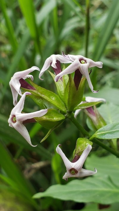 Cestrum miradorense, photographed by Leonardo O. Alvarado Cárdenas
