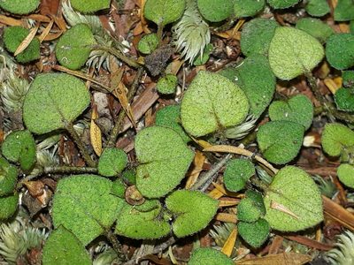 Nertera dichondrifolia, photographed by Leon Perrie