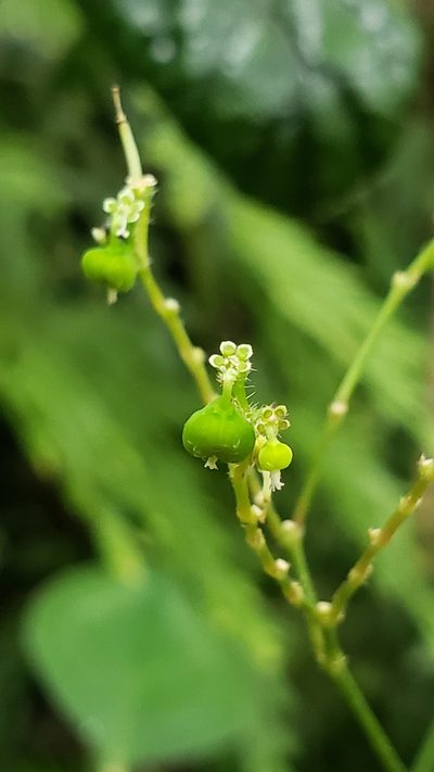 Euphorbia xalapensis, photographed by Leonardo O. Alvarado Cárdenas
