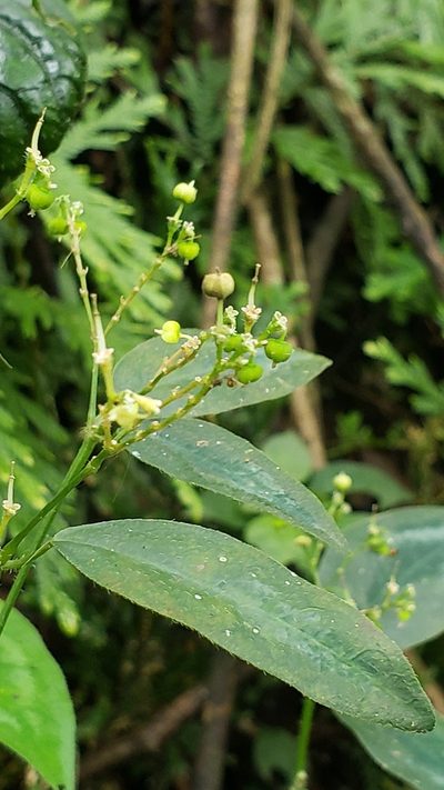 Euphorbia xalapensis, photographed by Leonardo O. Alvarado Cárdenas