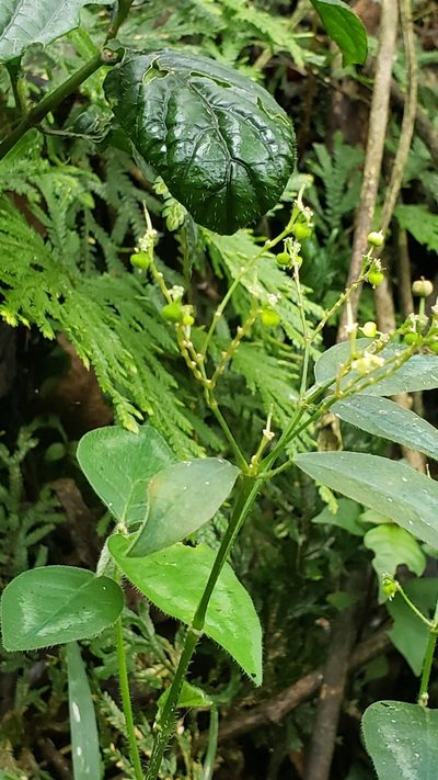 Euphorbia xalapensis, photographed by Leonardo O. Alvarado Cárdenas