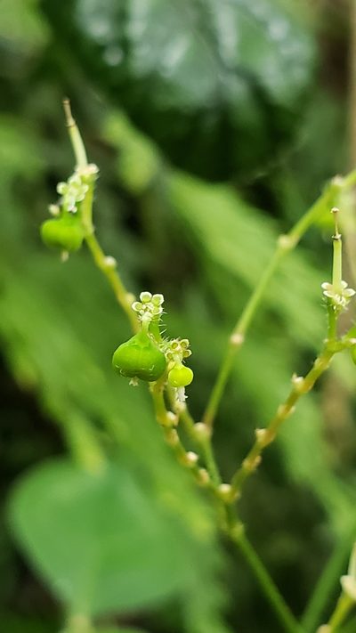 Euphorbia xalapensis, photographed by Leonardo O. Alvarado Cárdenas