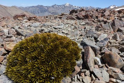 Aciphylla dobsonii, photographed by John Barkla