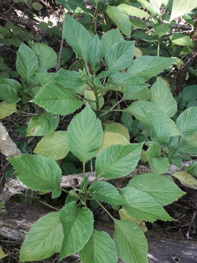 Lobelia physaloides, photographed by naturewatchwidow