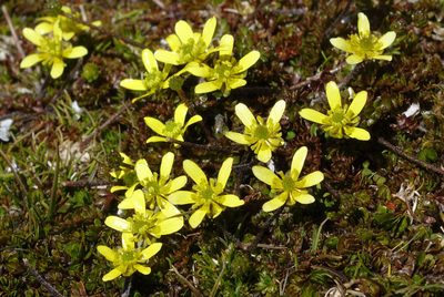 Ranunculus gracilipes, photographed by John Barkla