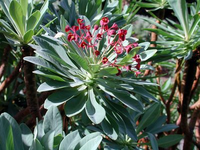 Euphorbia atropurpurea, photographed by Christoph Moning