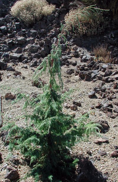 Juniperus cedrus, photographed by Christoph Moning