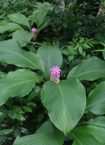 Curcuma petiolata, photographed by Oleg Kosterin