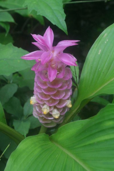 Curcuma petiolata, photographed by Oleg Kosterin