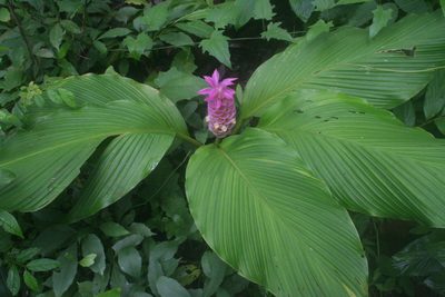 Curcuma petiolata, photographed by Oleg Kosterin