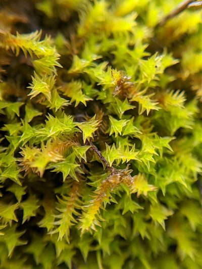 Triquetrella californica, photographed by Alex Heyman
