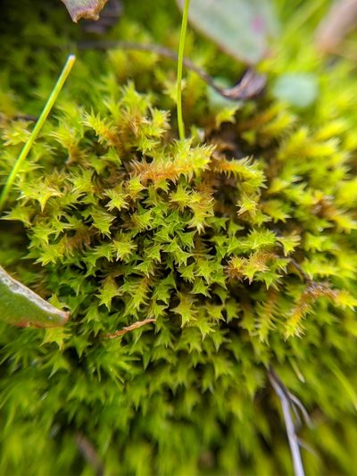 Triquetrella californica, photographed by Alex Heyman