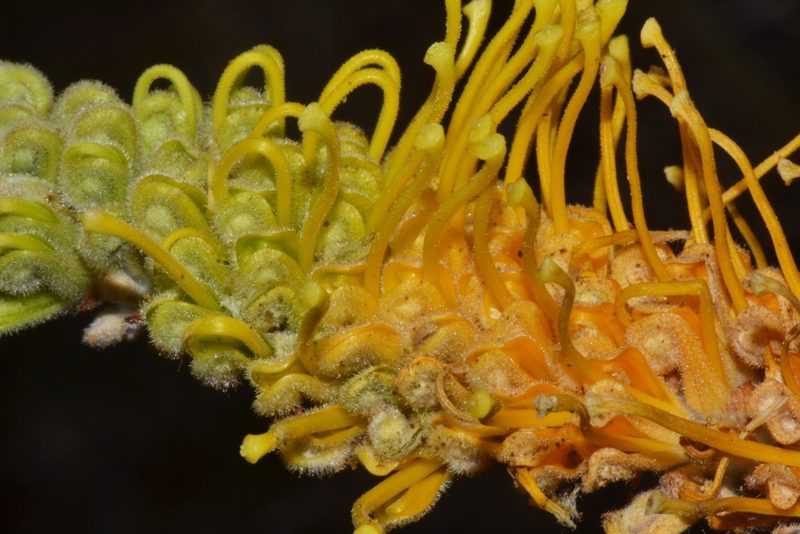 Grevillea eriostachya, photographed by T. Hammer