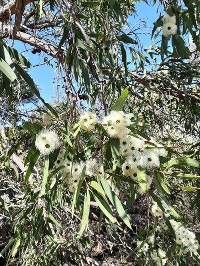 Eucalyptus todtiana, photographed by T. Hammer