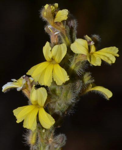 Goodenia reinwardtii, photographed by T. Hammer