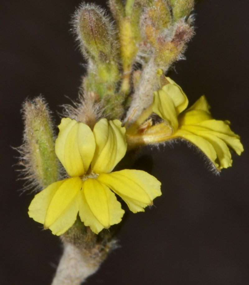 Goodenia reinwardtii, photographed by T. Hammer