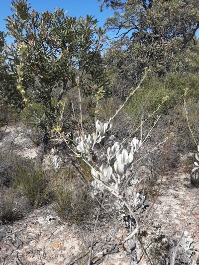 Goodenia reinwardtii, photographed by T. Hammer