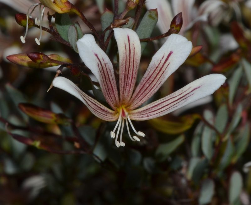 Marianthus bicolor, photographed by T. Hammer