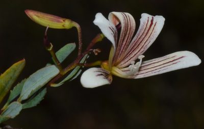 Marianthus bicolor, photographed by T. Hammer