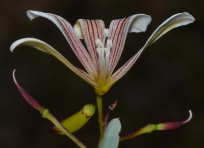 Marianthus bicolor, photographed by T. Hammer