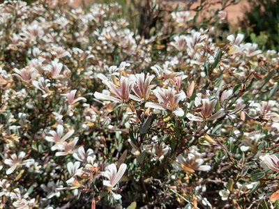 Marianthus bicolor, photographed by T. Hammer