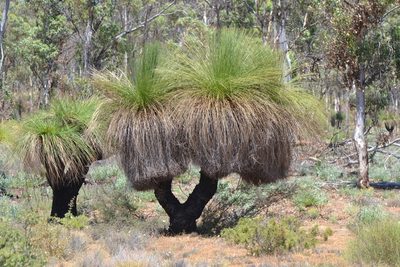 Xanthorrhoea preissii, photographed by T. Hammer