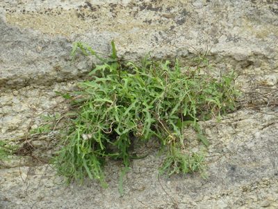 Tolpis succulenta, photographed by Duarte Frade