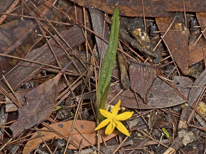 Curculigo ensifolia, photographed by Tony Eales
