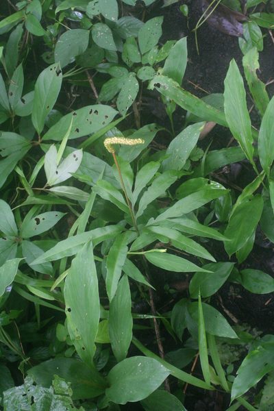 Helminthostachys zeylanica, photographed by Oleg Kosterin