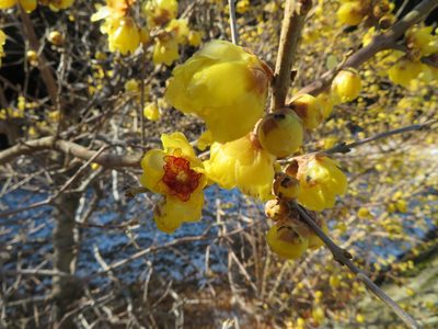 Chimonanthus praecox, photographed by Marco Mussita