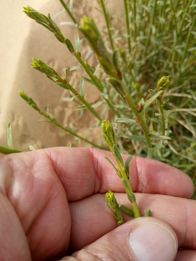Euphorbia guyoniana, photographed by Karim Haddad