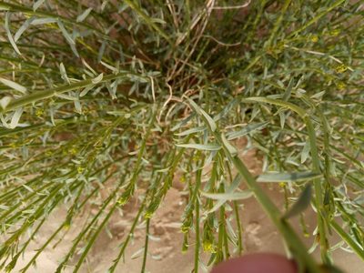Euphorbia guyoniana, photographed by Karim Haddad