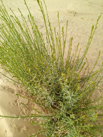 Euphorbia guyoniana, photographed by Karim Haddad