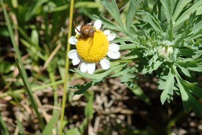 Cotula nigellifolia, photographed by Peter Warren