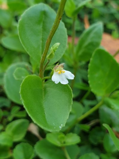 Vandellia diffusa, photographed by Cheongweei Gan