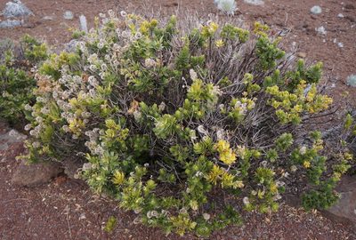 Dubautia menziesii, photographed by Henggang Cui
