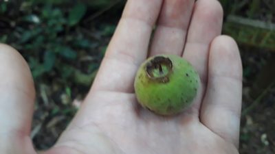 Campomanesia guazumifolia, photographed by Fernando Sessegolo