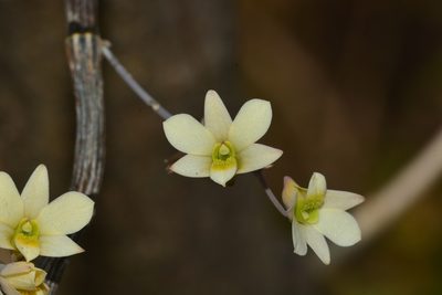 Dendrobium ovatum, photographed by S.MORE