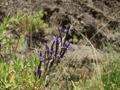Lavandula canariensis, photographed by Ina Siebert