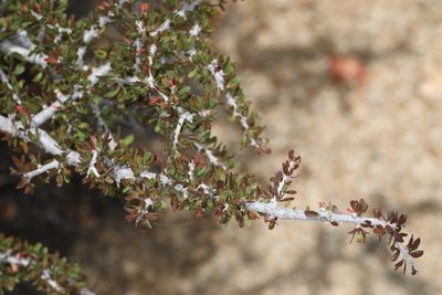 Tetracoccus hallii, photographed by Judy Gallagher