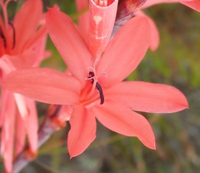 Watsonia schlechteri, photographed by Nicola van Berkel